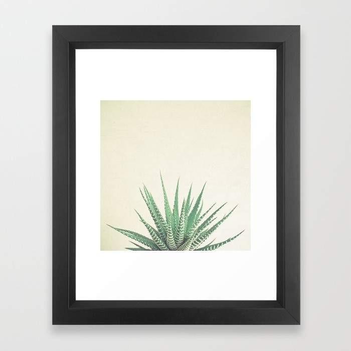 Haworthia