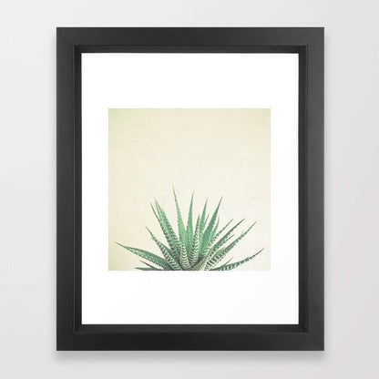 Haworthia