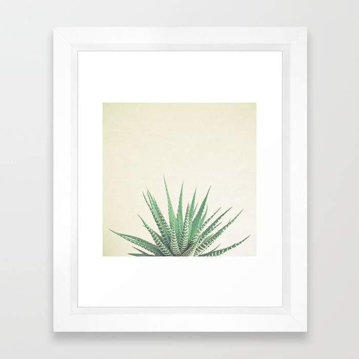Haworthia