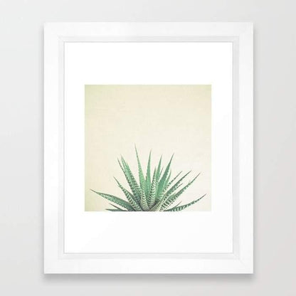 Haworthia